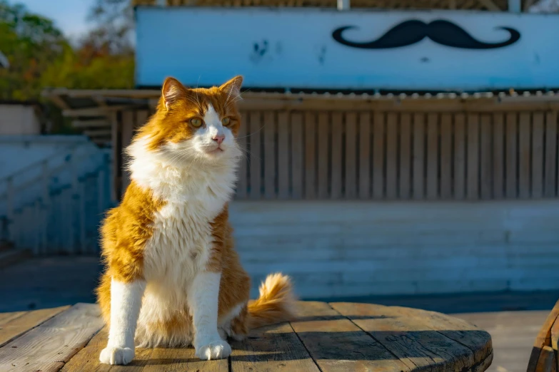 a brown and white cat sits on a wooden bench