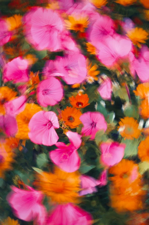 an abstract po of flowers in bloom