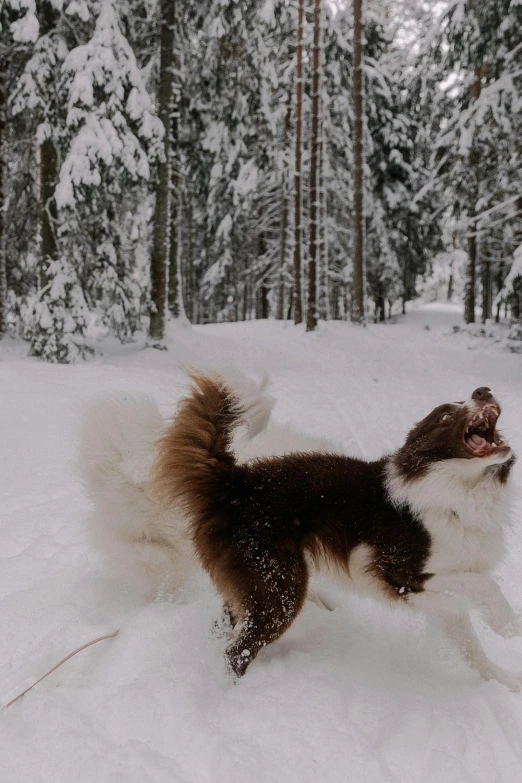 a brown and white dog in the snow