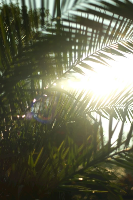 the sun shining through the palm leaves with a lens on it