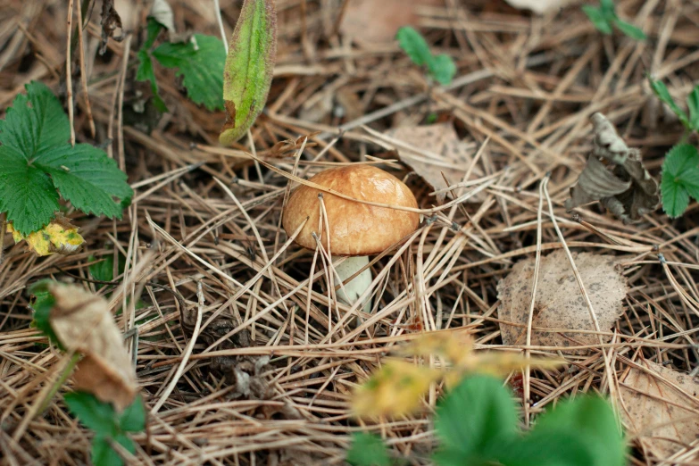 a group of small mushrooms sitting on the ground