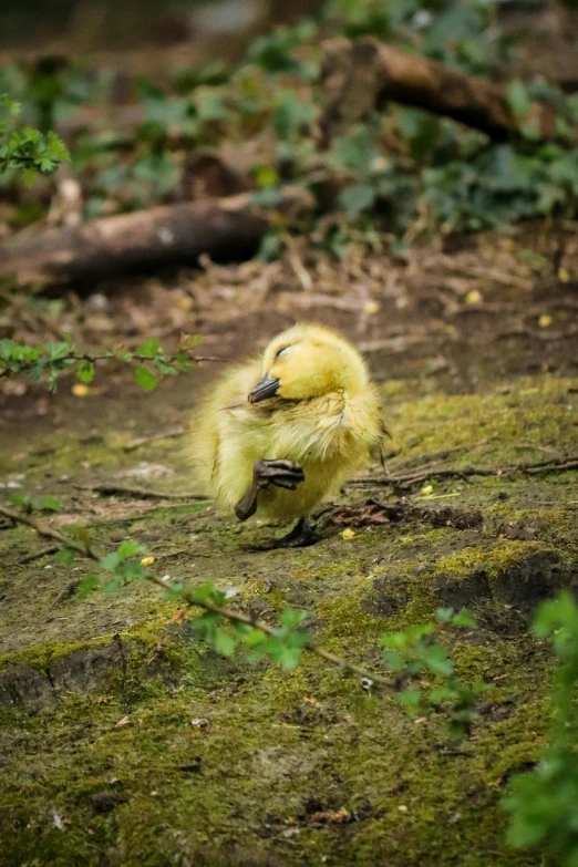 there is a small yellow bird that is walking on the grass