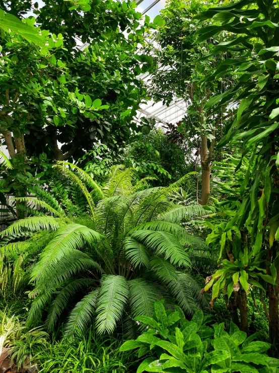 a lush garden filled with lots of green plants