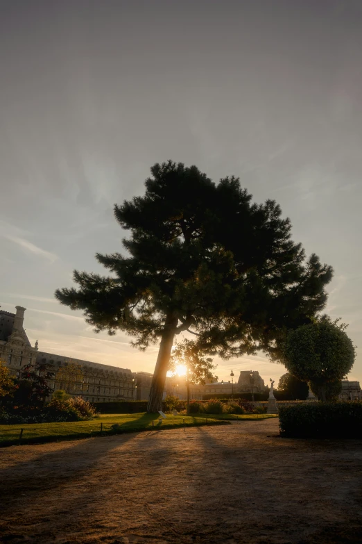 sunset between two large trees in the middle of a yard