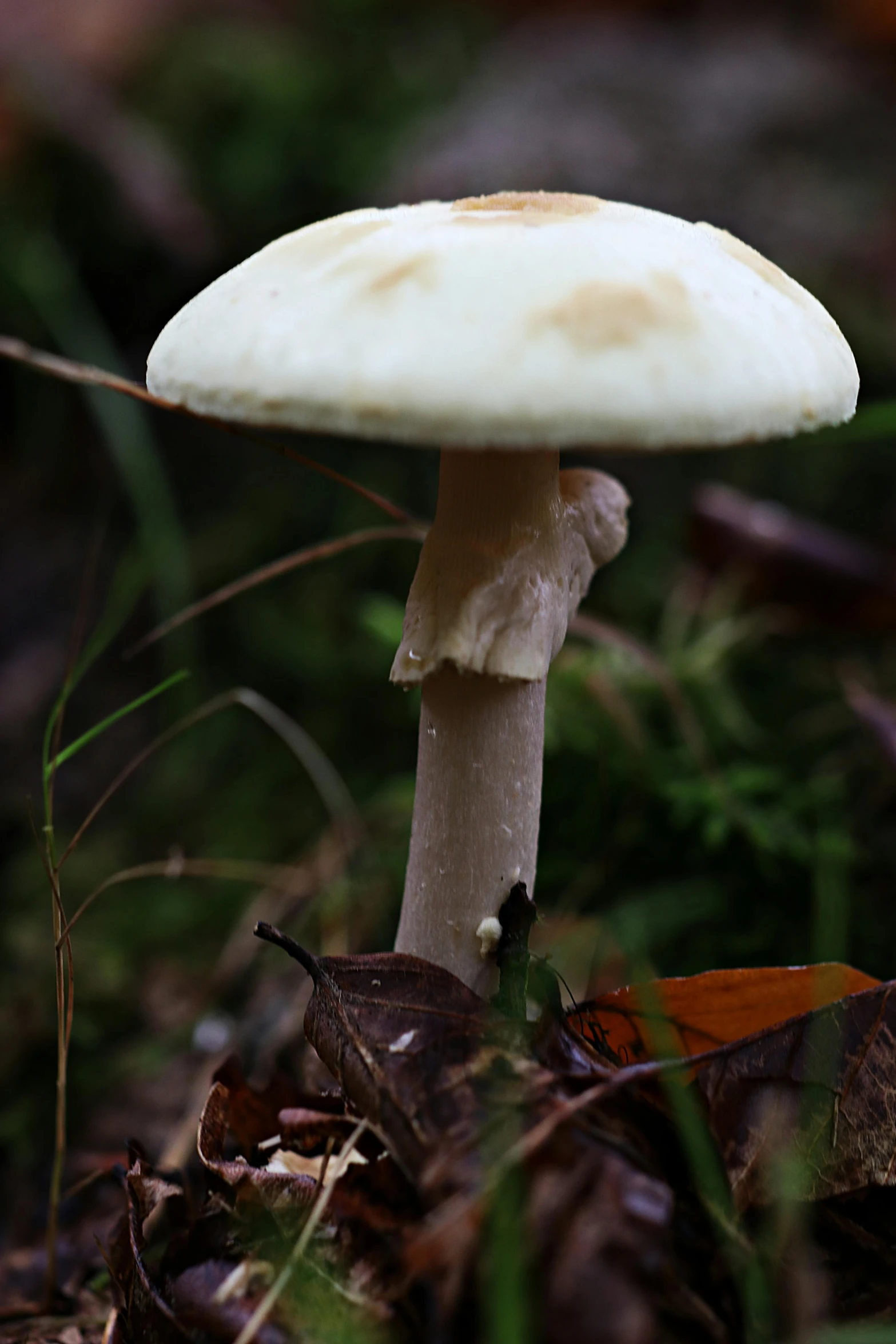 a white mushroom in the forest next to its leaf