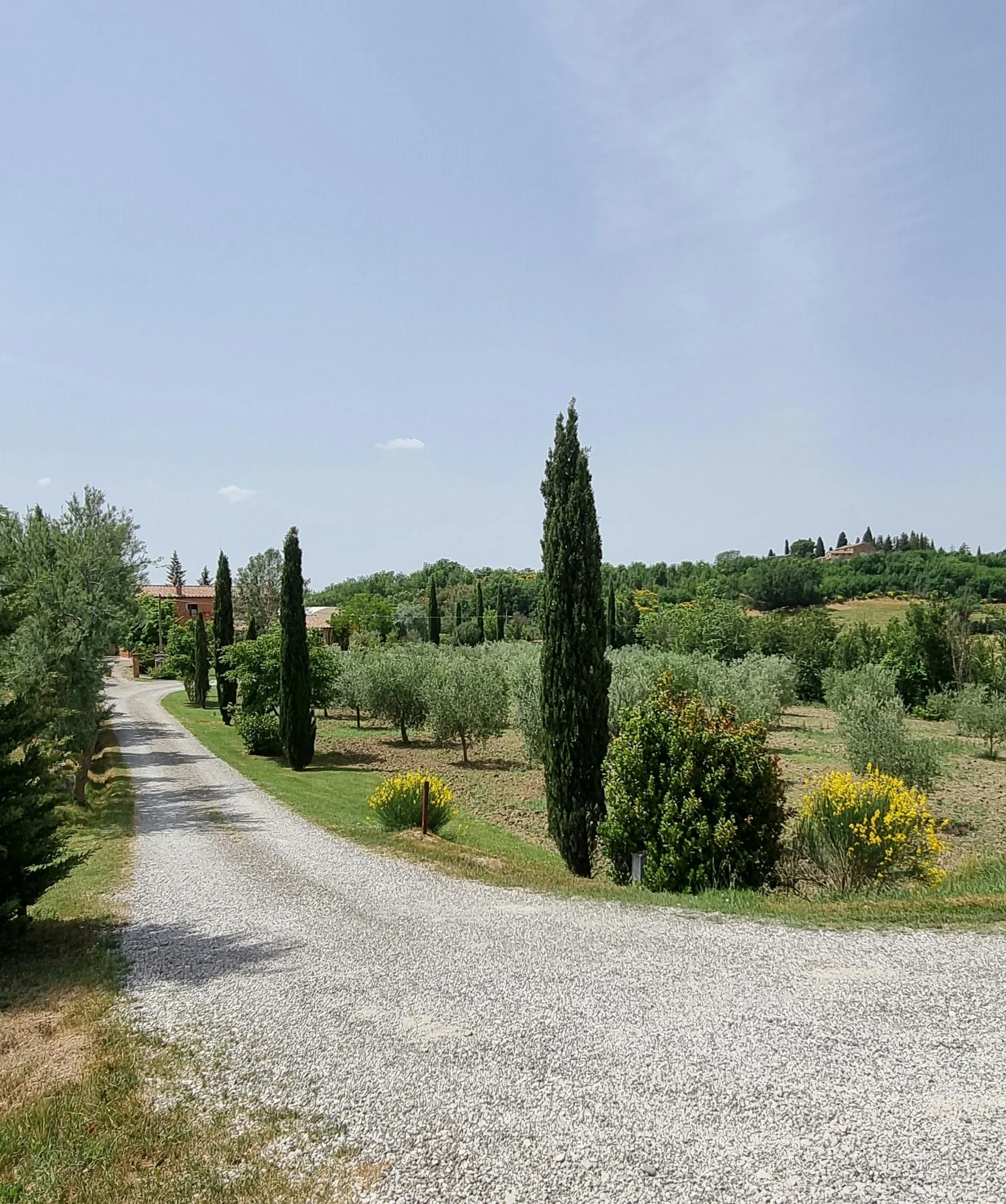 the gravel road with three trees stands between several bushes