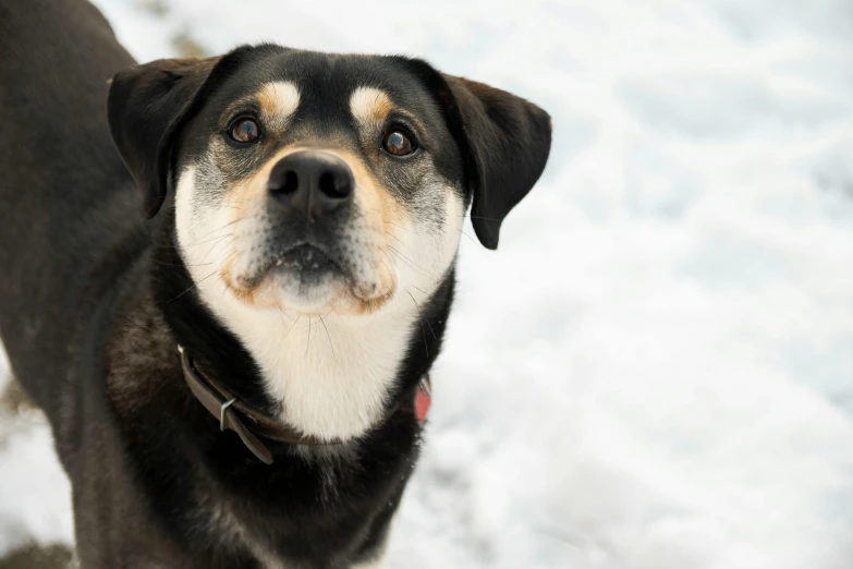 a dog looks on while standing in the snow