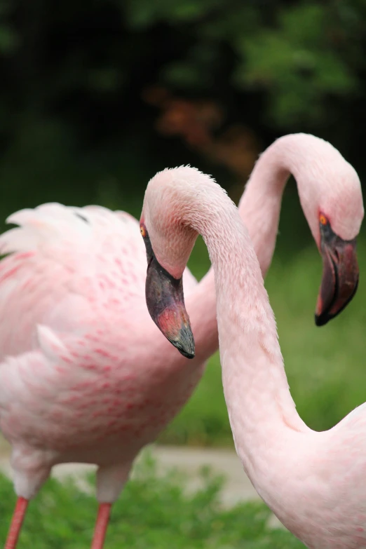 two flamingos standing next to each other