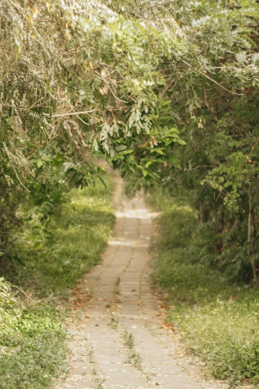 an animal sits on a path through a dense forest