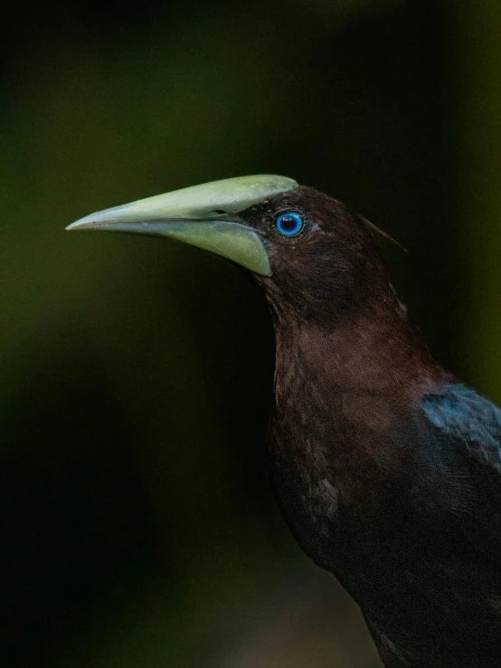 a bird with blue eyes standing on a tree nch