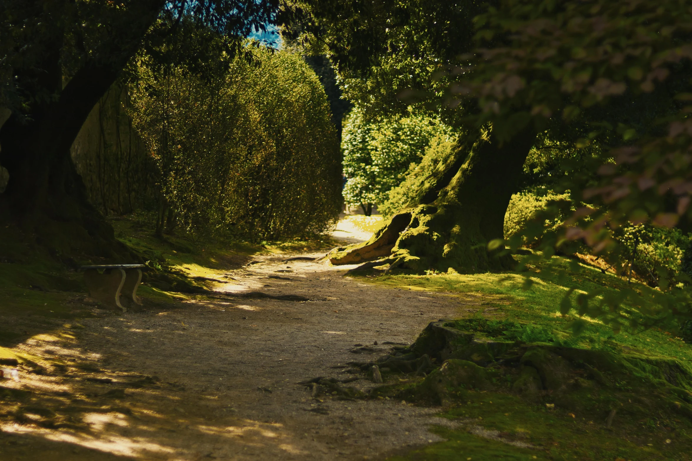 a long dirt path lined with trees and grass