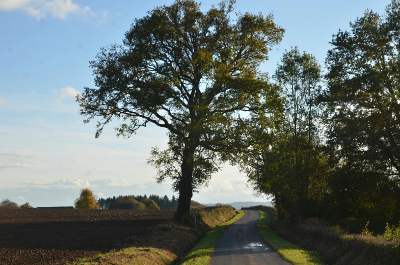 a tree sitting on the side of a road with a car driving down it