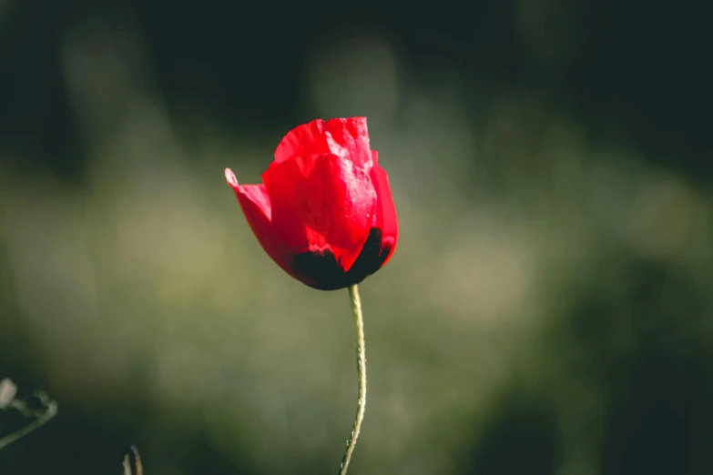 a red flower bud with its petals slightly open