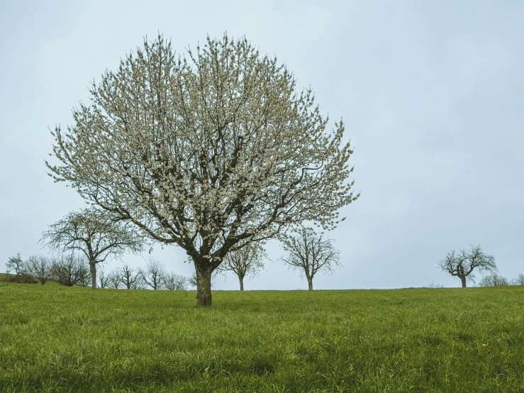 three different trees are in the distance on a grassy hill