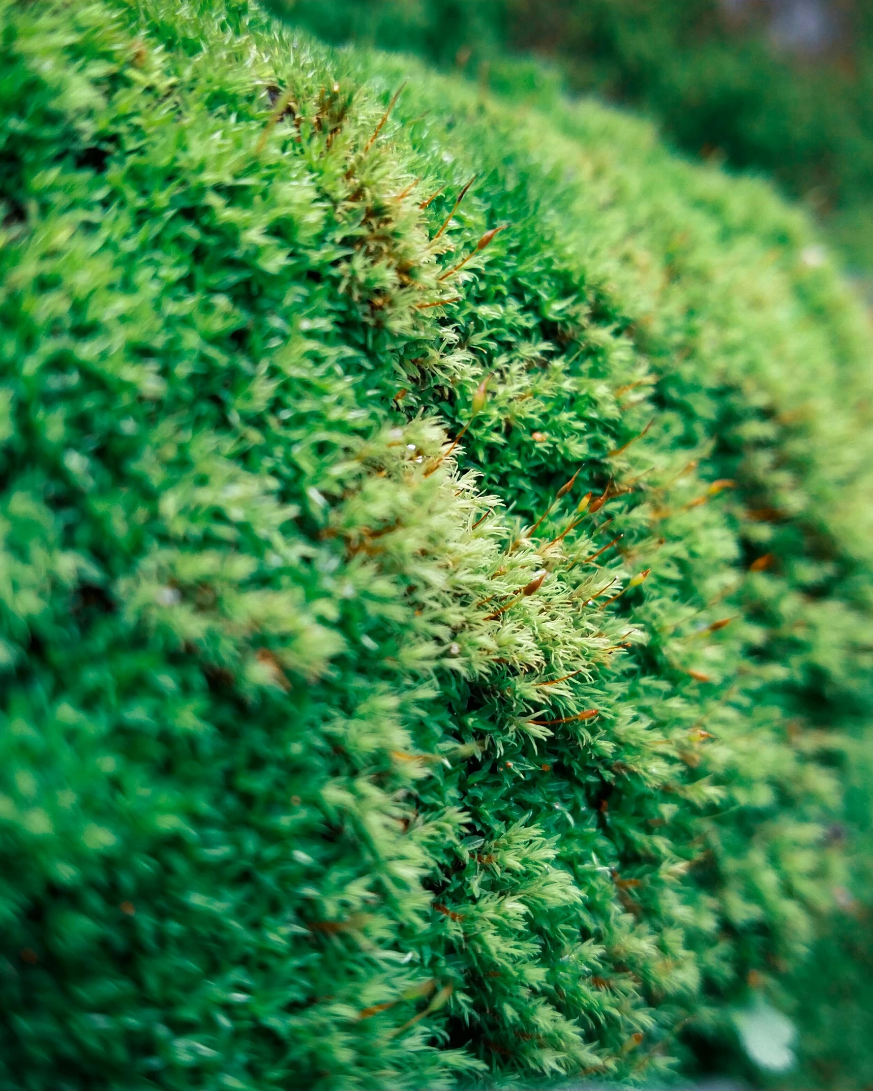 closeup view of plants with green and orange flakes