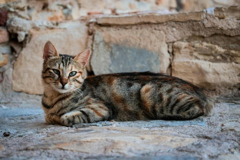 a cat laying next to a stone wall on top of a concrete floor