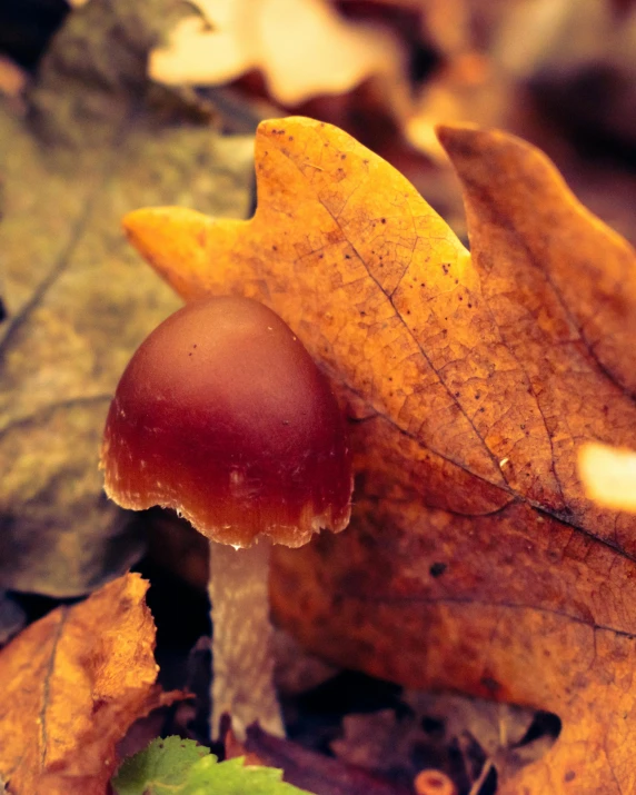 a single leaf is sitting next to a mushroom