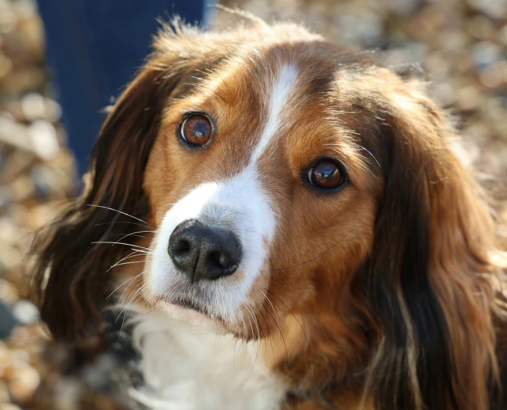 a dog looking towards the camera and its owner is petting