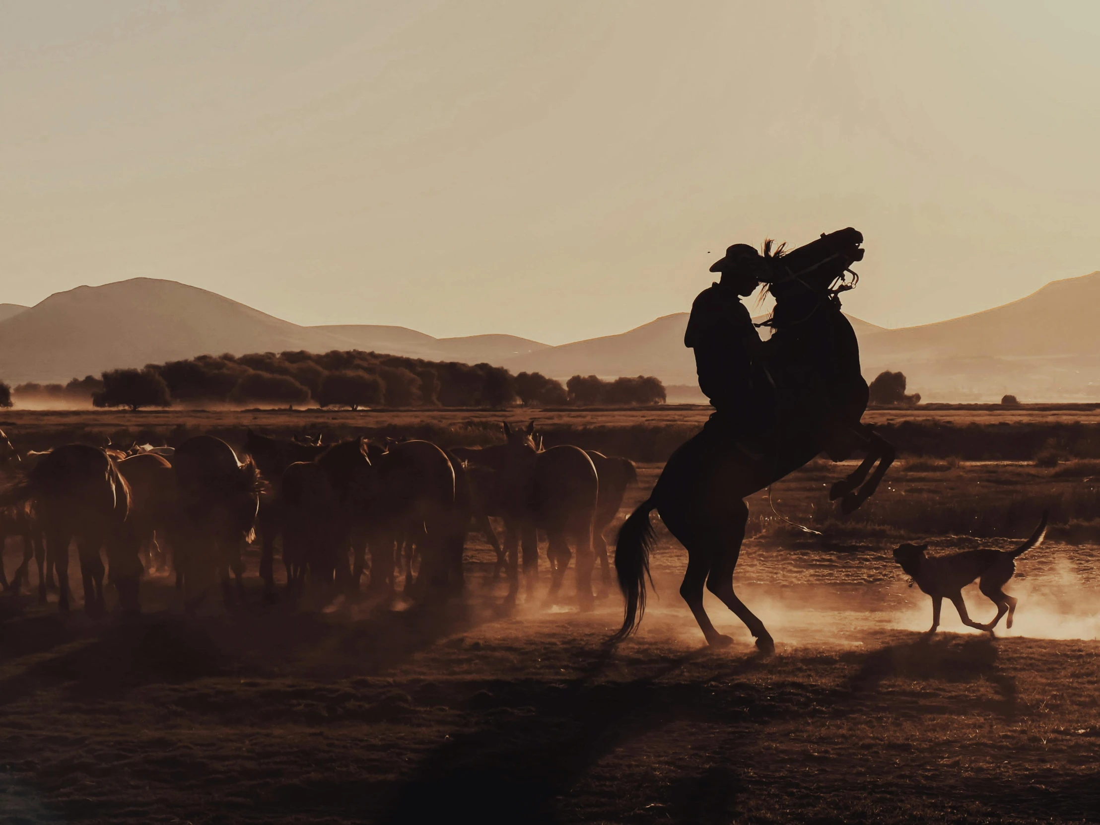 a herd of cattle and a man on horseback riding with dog and horse in background