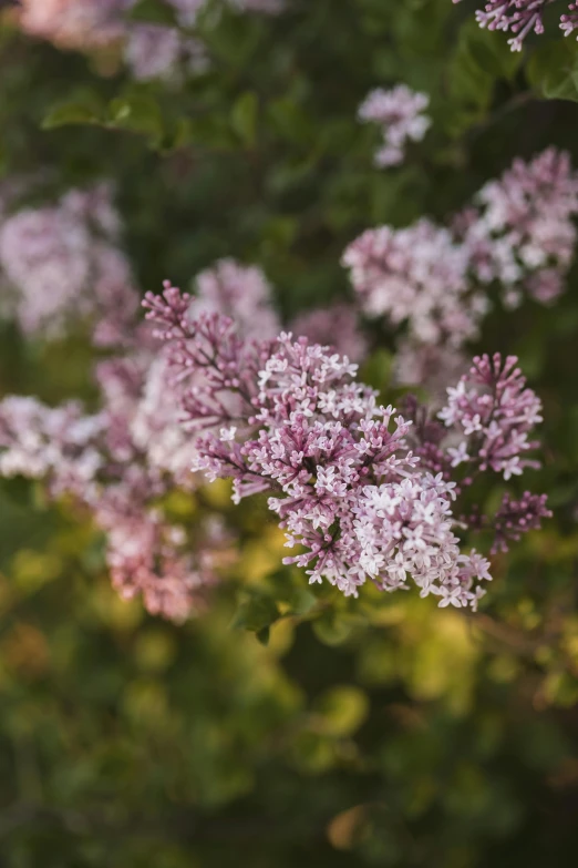 closeup of lilac bush with many purple flowers