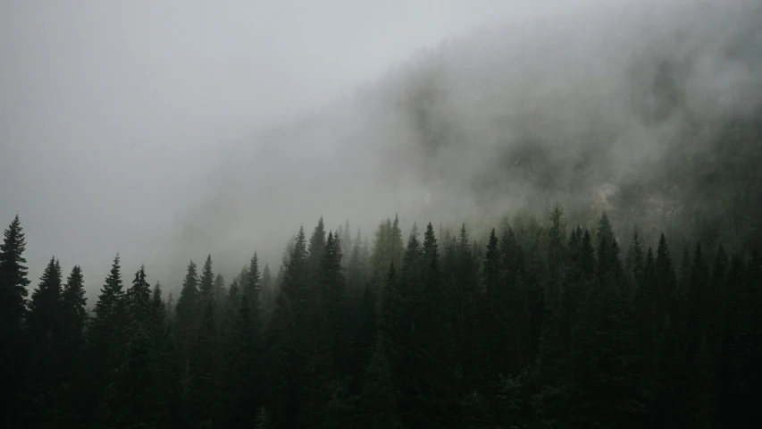 a group of trees stand in front of some thick fog