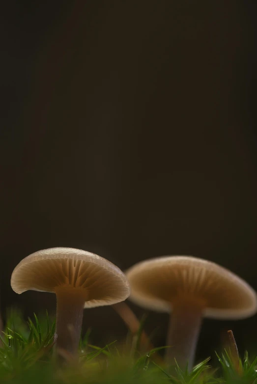 two mushroom like objects sit on green grass