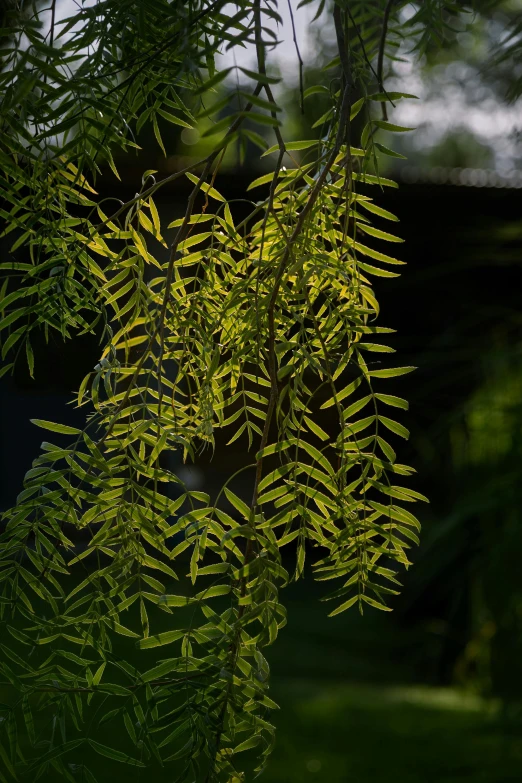 a green tree with yellow leaves outside