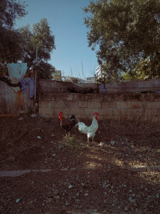 two chickens in an empty yard near trees