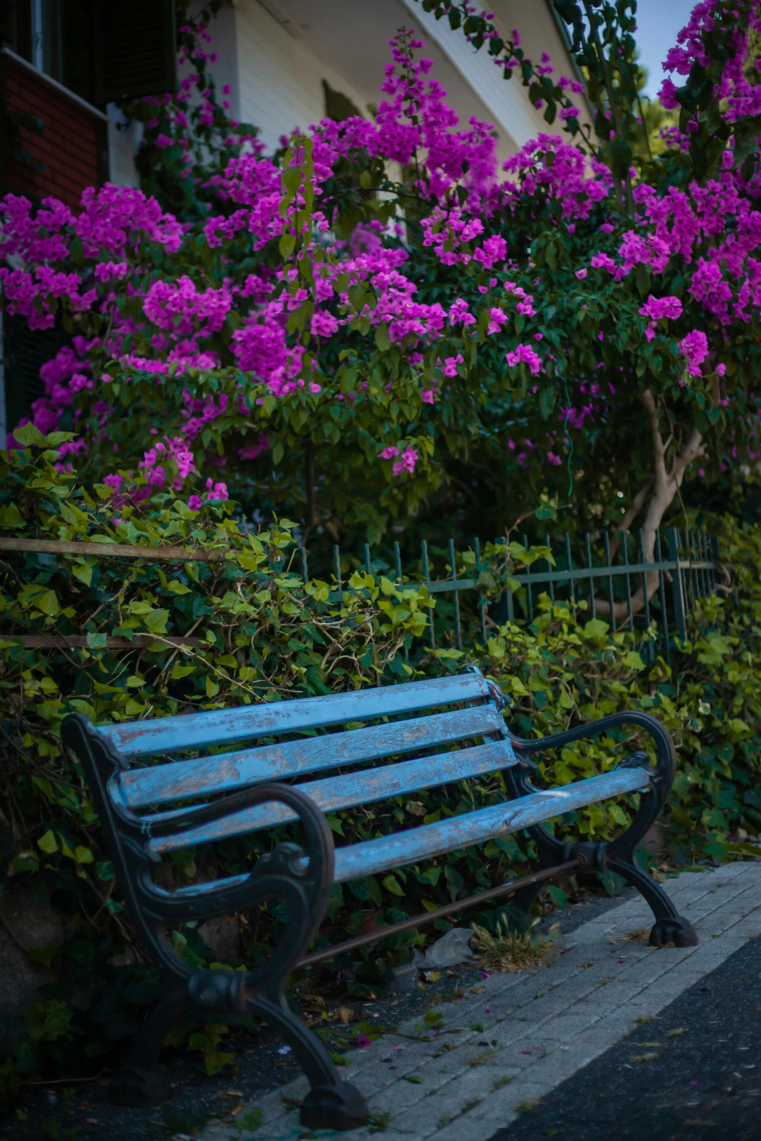 blue park bench with pink flowers and building in background