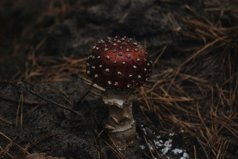 a mushroom sitting on top of the grass covered ground