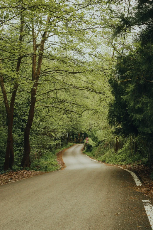 the empty country road has many trees on both sides