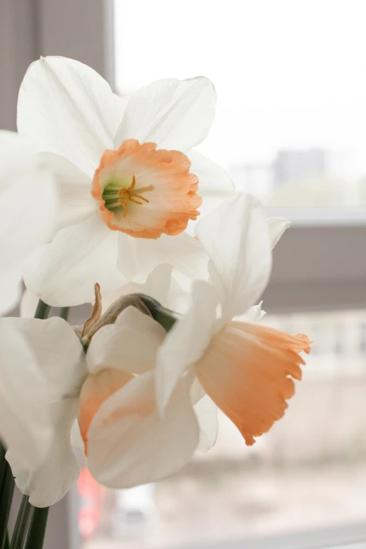 an orange and white flower sits near a window