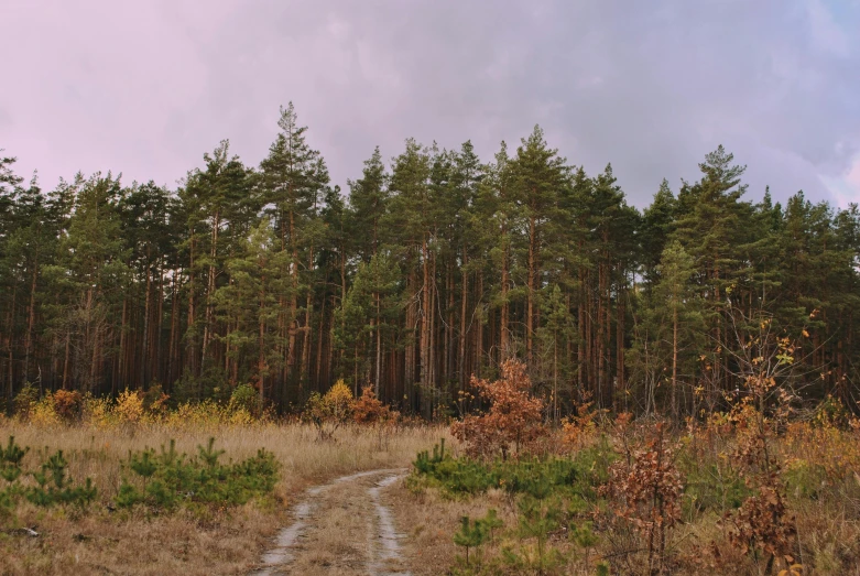 the path through a forest near tall pine trees