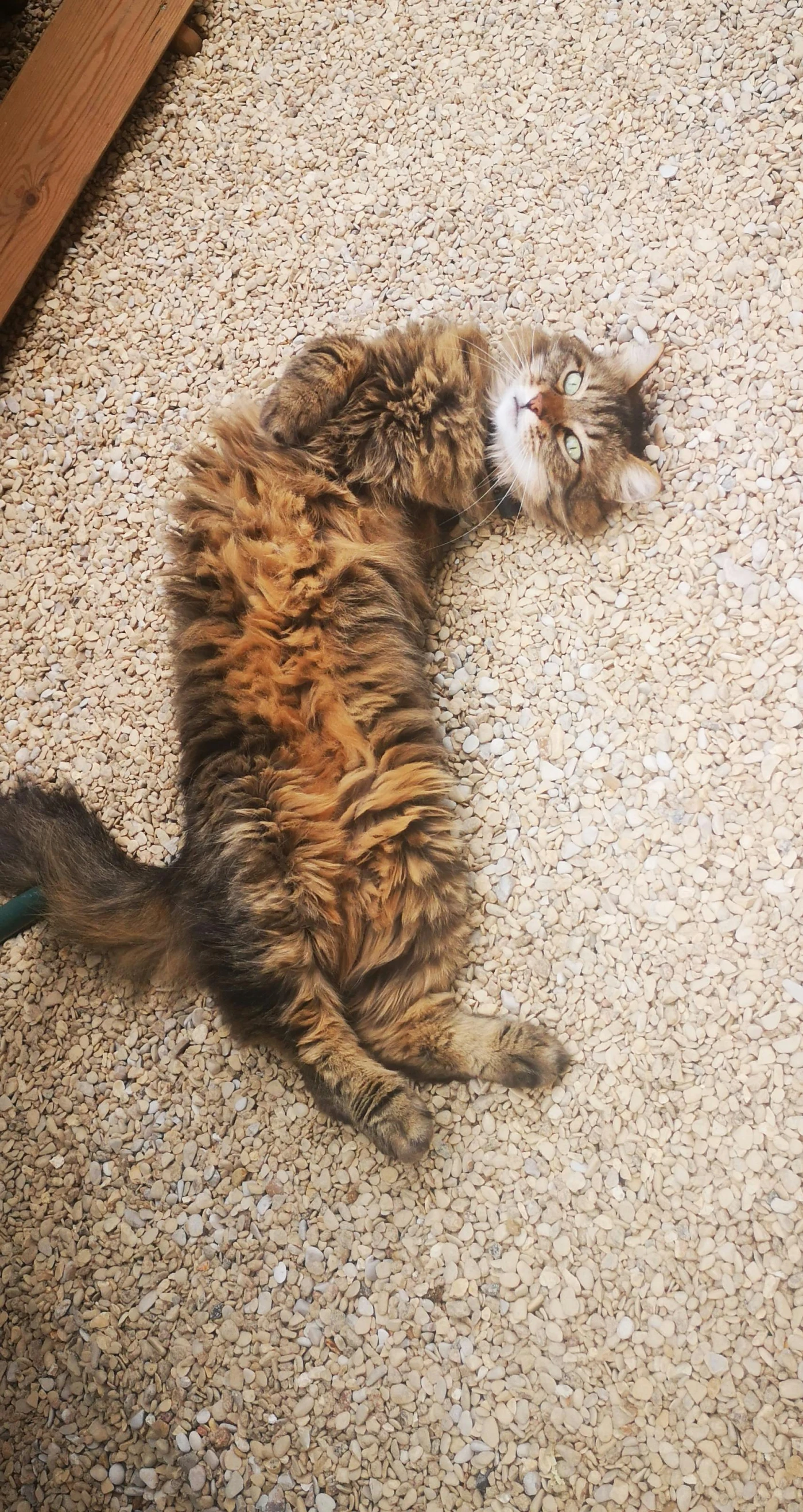 cat laying on its back on the floor by a chair