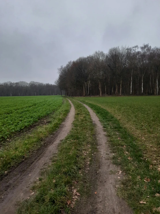 two dirt roads with green grass in the middle of a large field