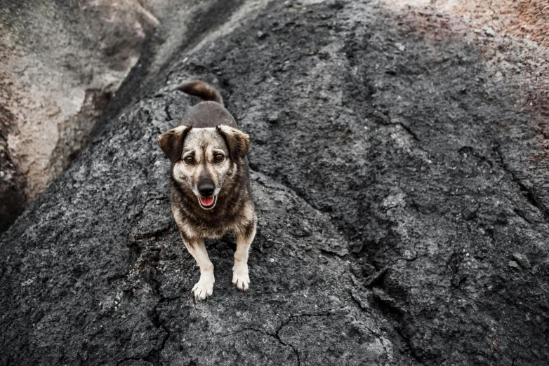 the dog is sitting on a rock near some rocks