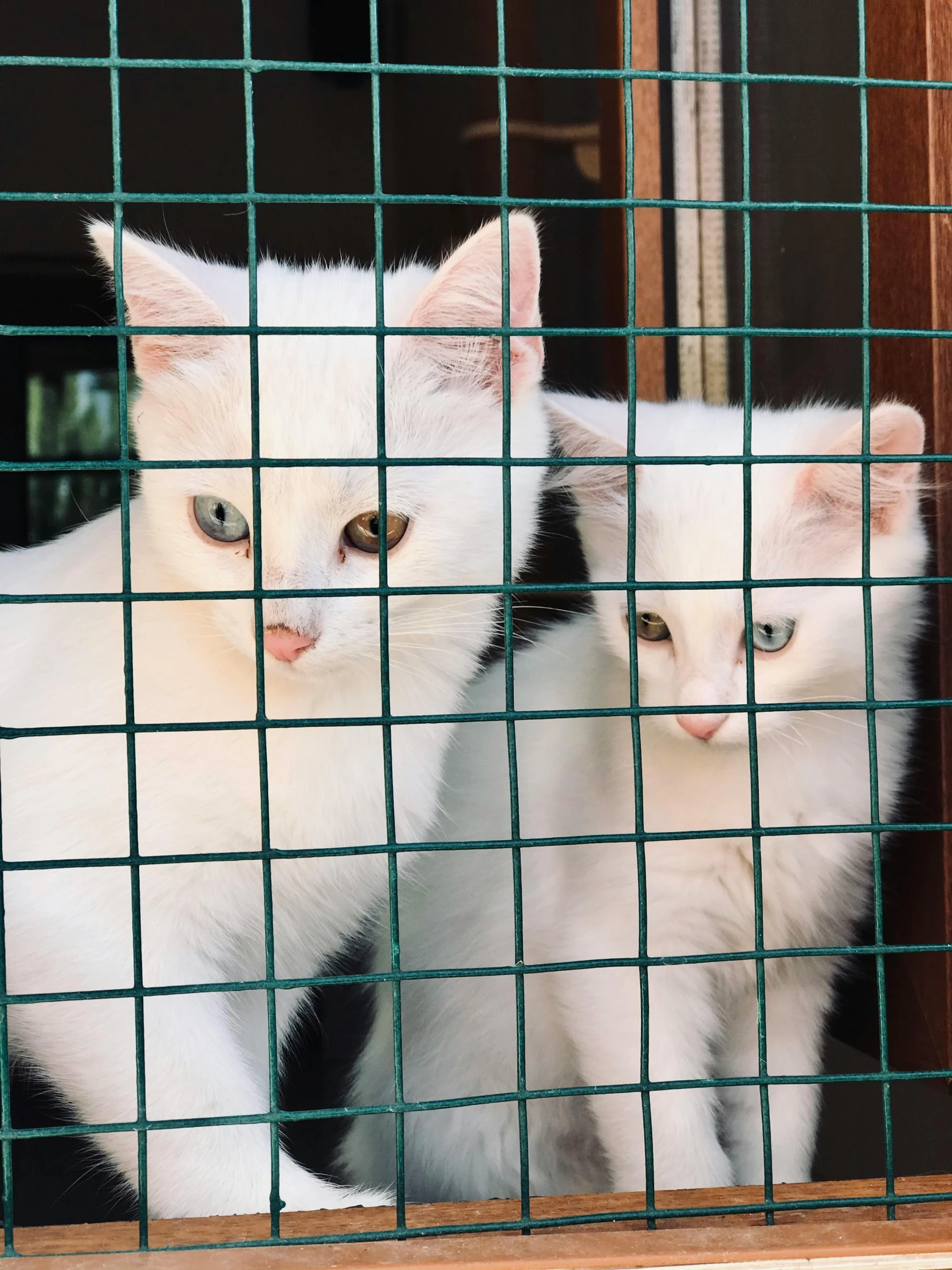 two cats that are inside of a cage
