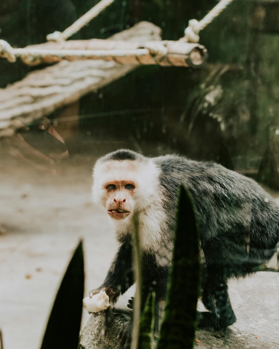 a small white and black monkey on a rock