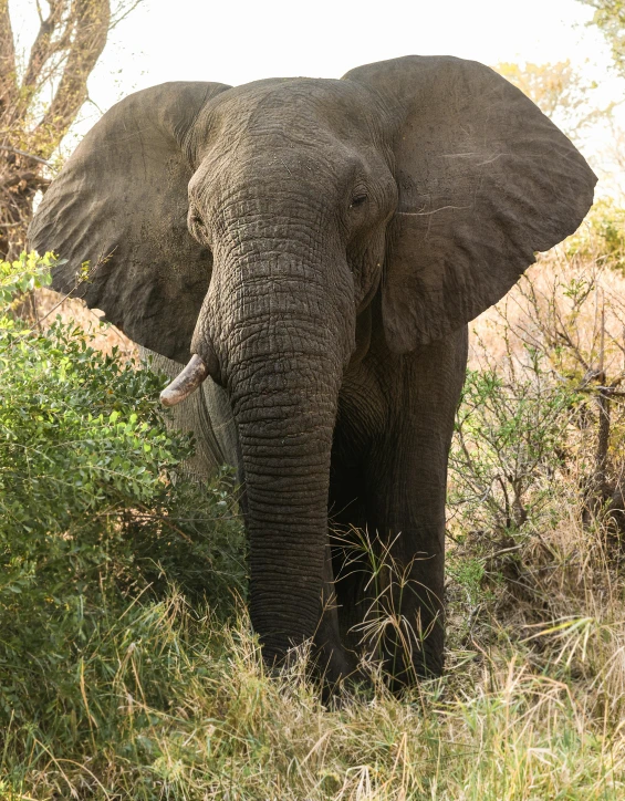 an elephant standing in the grass by itself