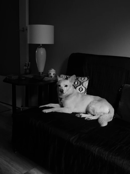 a dog laying on a couch next to a lamp