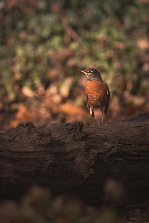 a brown bird sitting on top of a tree nch