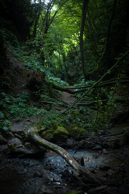 a trail running through a lush green forest