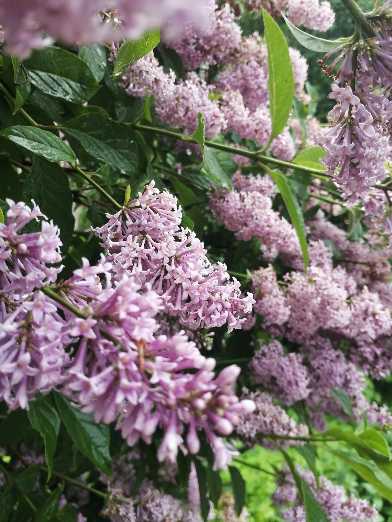 a bunch of purple flowers on the side of a building