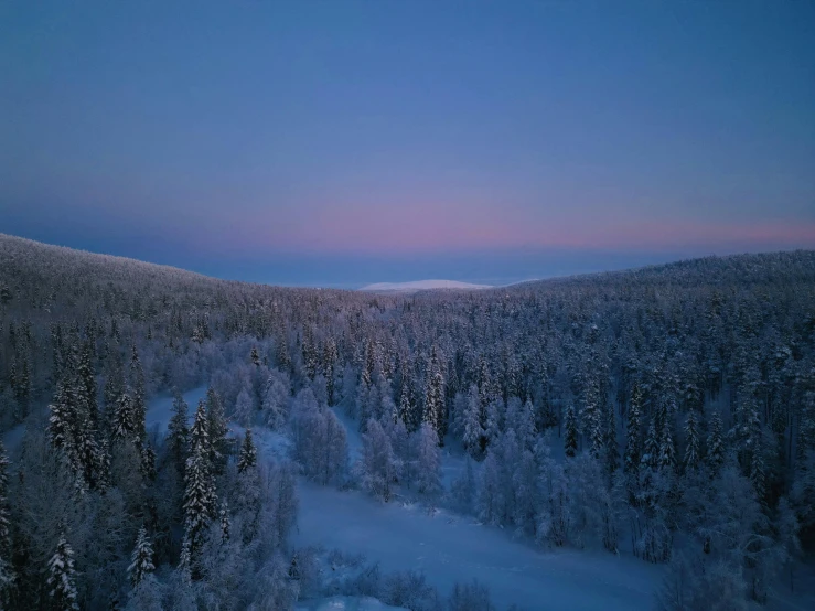 trees covered in snow are under a blue sky