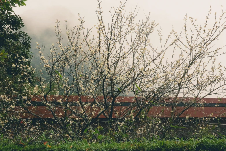 flowering tree with train tracks in the background