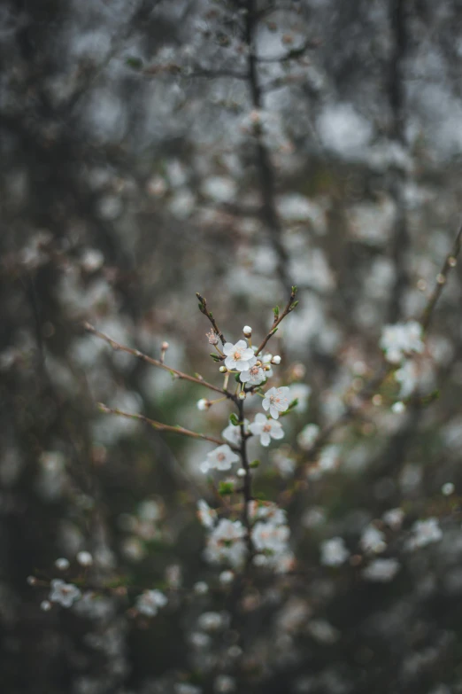 the blossoms of this small tree are white