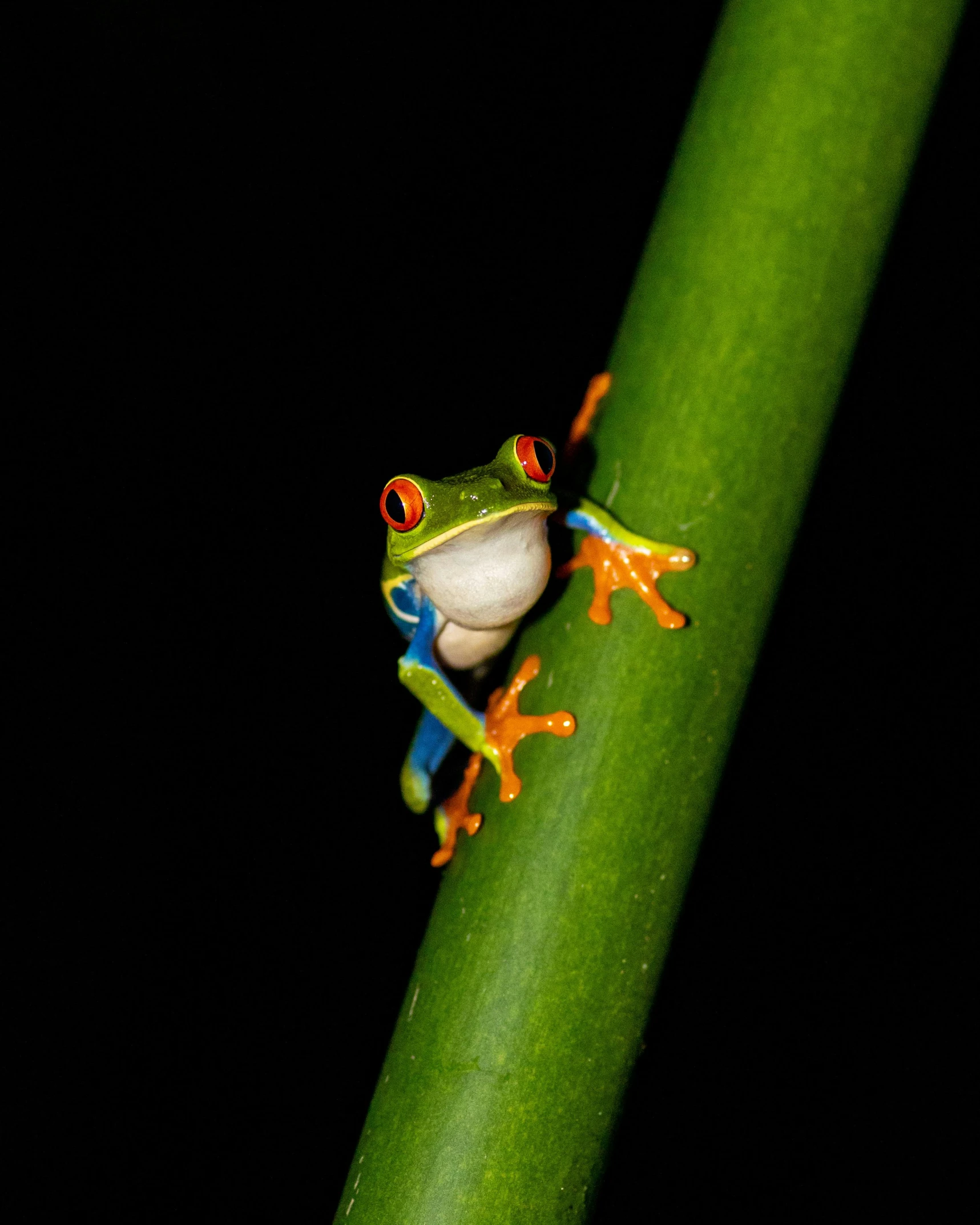 a little frog sitting on the end of a stem