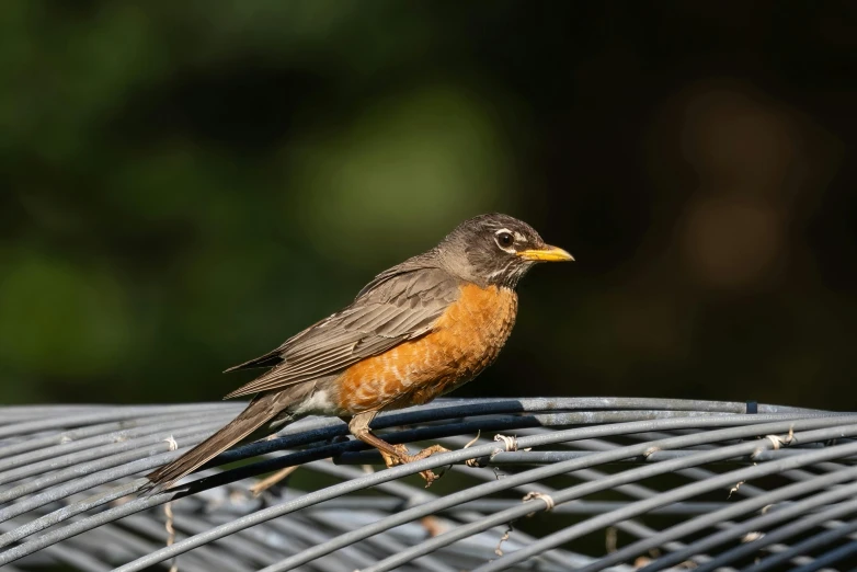 a bird standing on top of a round metal structure