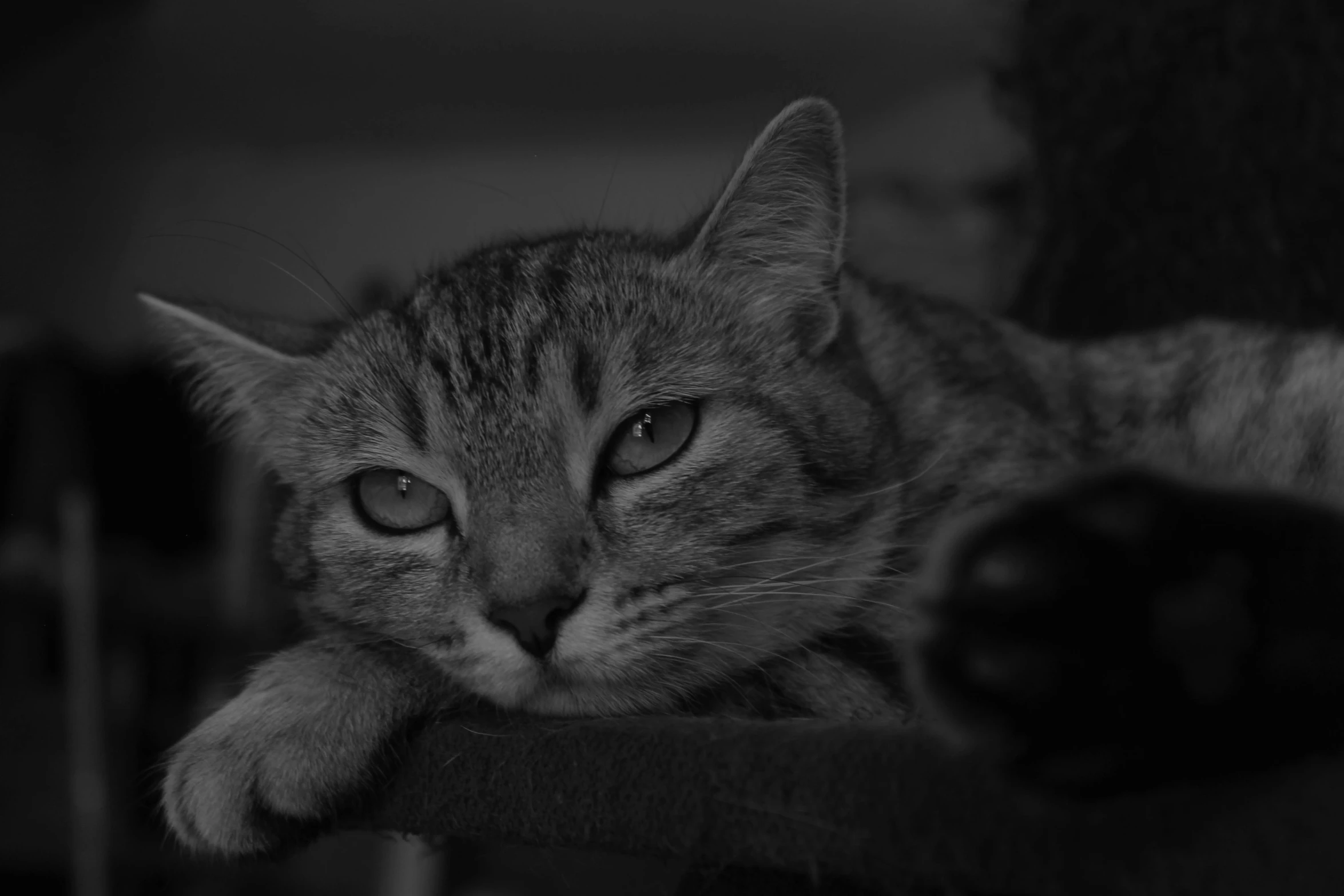 the cat is lying down on a wooden table