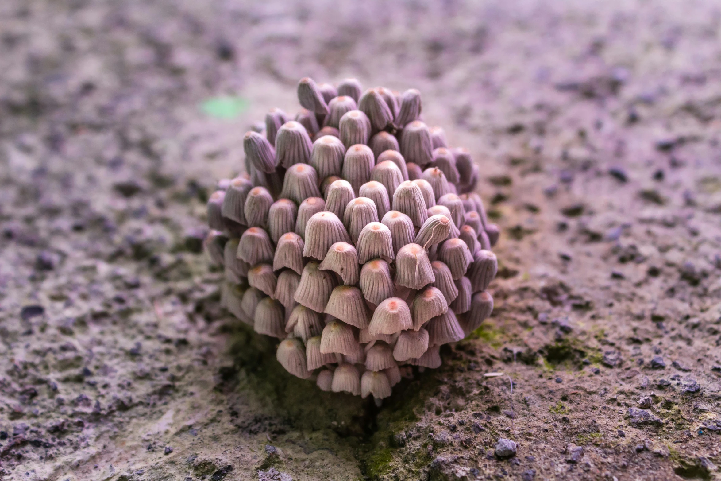 a close up po of some pink corals on a beach